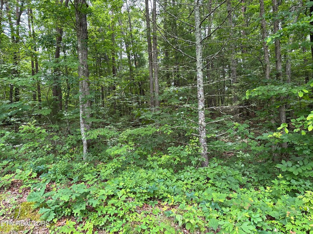 Photo of 000 Towee Falls Rd, Tellico Plains, TN 37385 (MLS # 1265425)