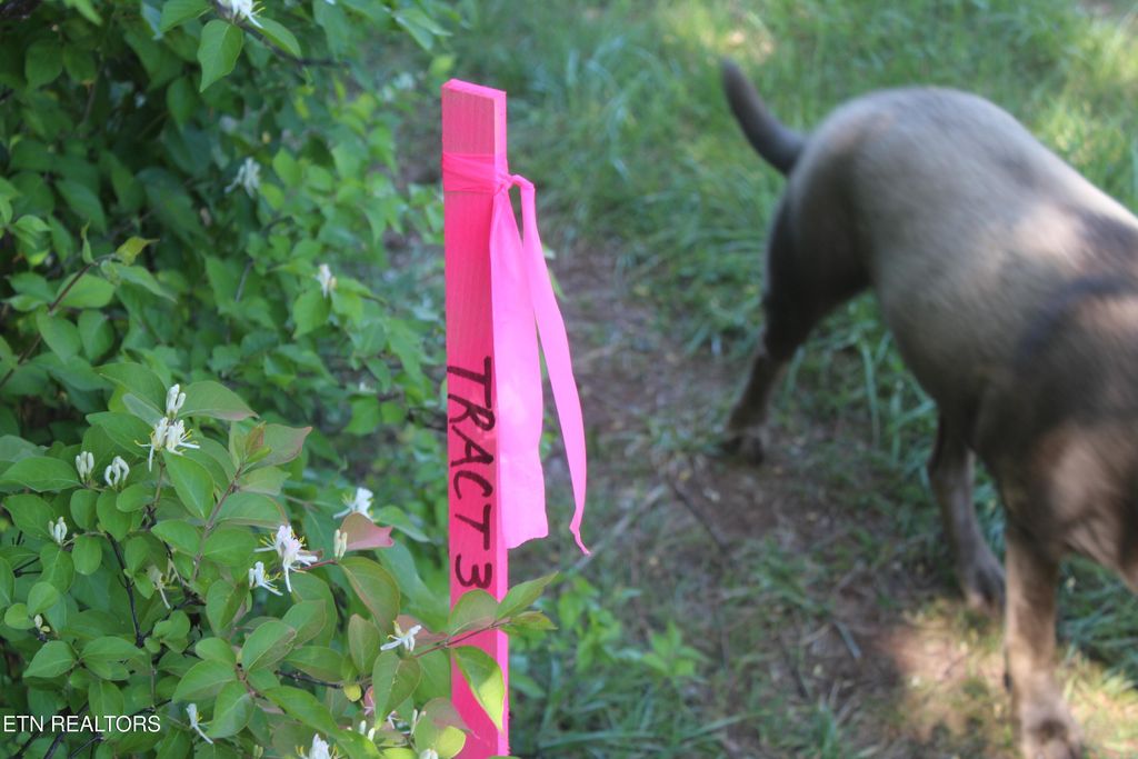 Photo of 3730 Wayne Bryant Rd, Louisville, TN 37777 (MLS # 1336933)