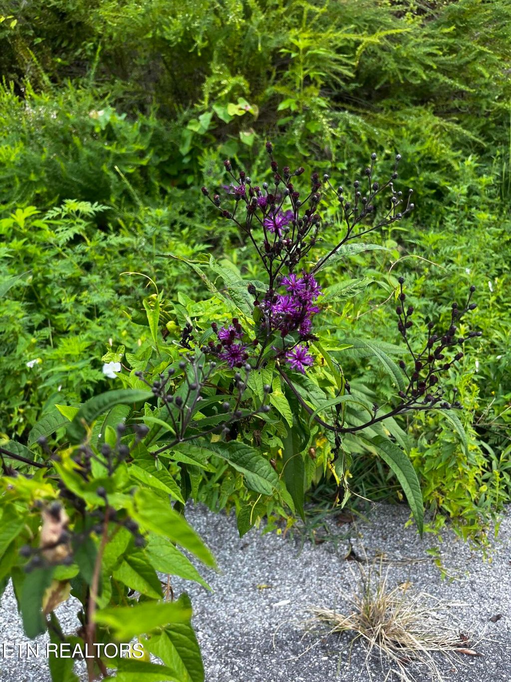 Photo of 3 Happy Hollow Lane, Sevierville, TN 37876 (MLS # 1315086)