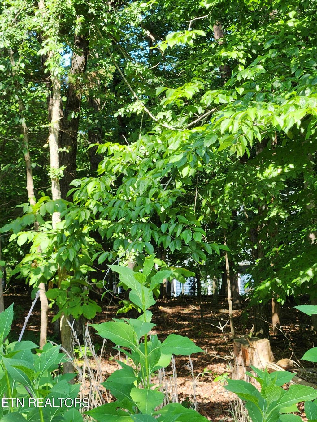 Photo of 122 Golanvyi Tr, Vonore, TN 37885 (MLS # 1307390)