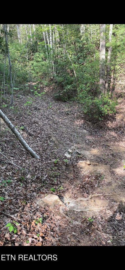 Tiny photo for Country Cove Way, Cosby, TN 37722 (MLS # 1352133)