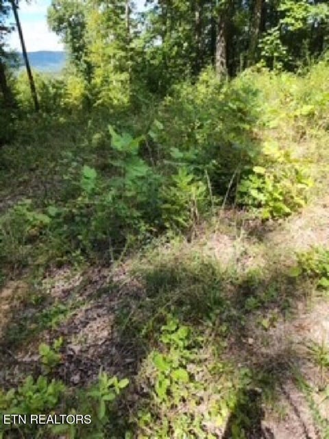 Tiny photo for 73 Tomahawk Rd, Jamestown, TN 38556 (MLS # 1356022)