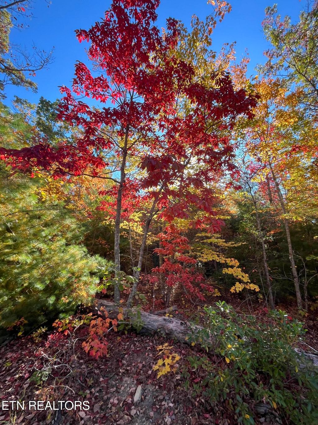 Photo of 107 Cherokee Path, Tellico Plains, TN 37385 (MLS # 1280652)