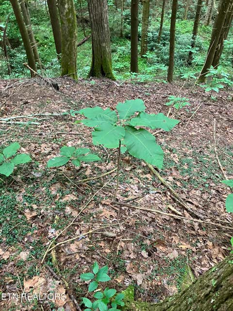 Tiny photo for 381 Lakewood Drive, Jamestown, TN 38556 (MLS # 1349643)