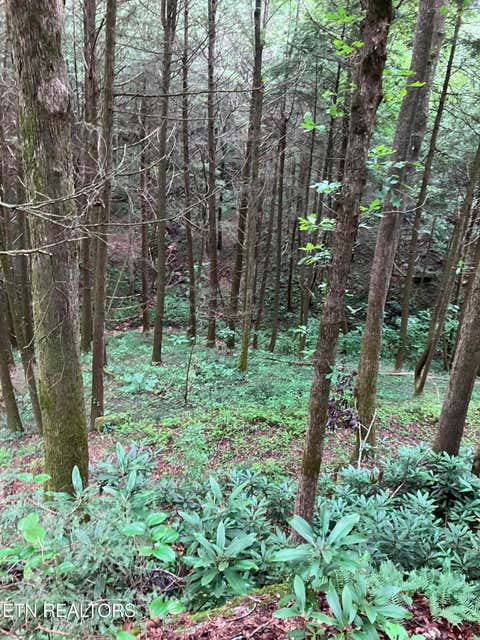Tiny photo for 381 Lakewood Drive, Jamestown, TN 38556 (MLS # 1349643)