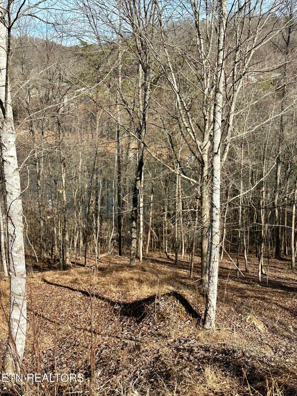 Photo of 113 Laurel Way, LaFollette, TN 37766 (MLS # 1300669)