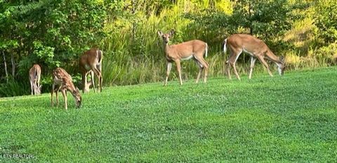 Tiny photo for 1501 New Hope Rd, Rockwood, TN 37854 (MLS # 1325103)