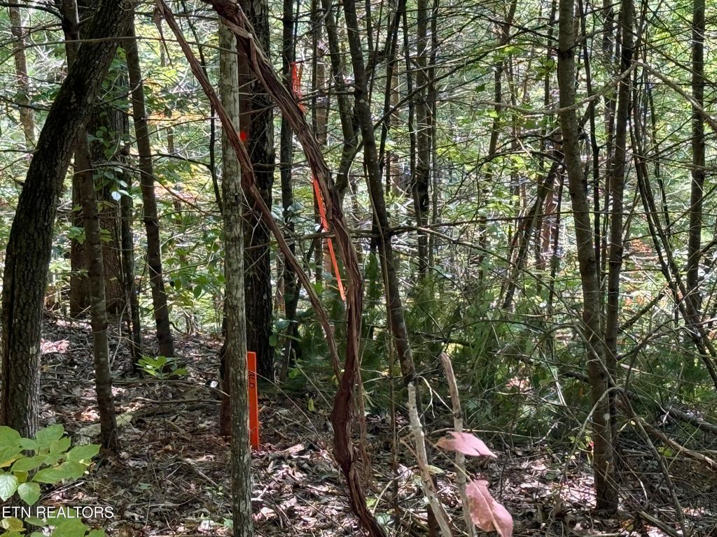 Photo of 99 Black Powder Ln, Sevierville, TN 37862 (MLS # 1316125)
