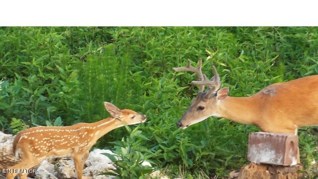 Photo of 231 New Hope Rd, Rockwood, TN 37854 (MLS # 1323887)