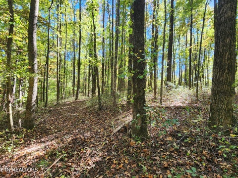Tiny photo for S Chamberlain Ave, Rockwood, TN 37854 (MLS # 1359950)