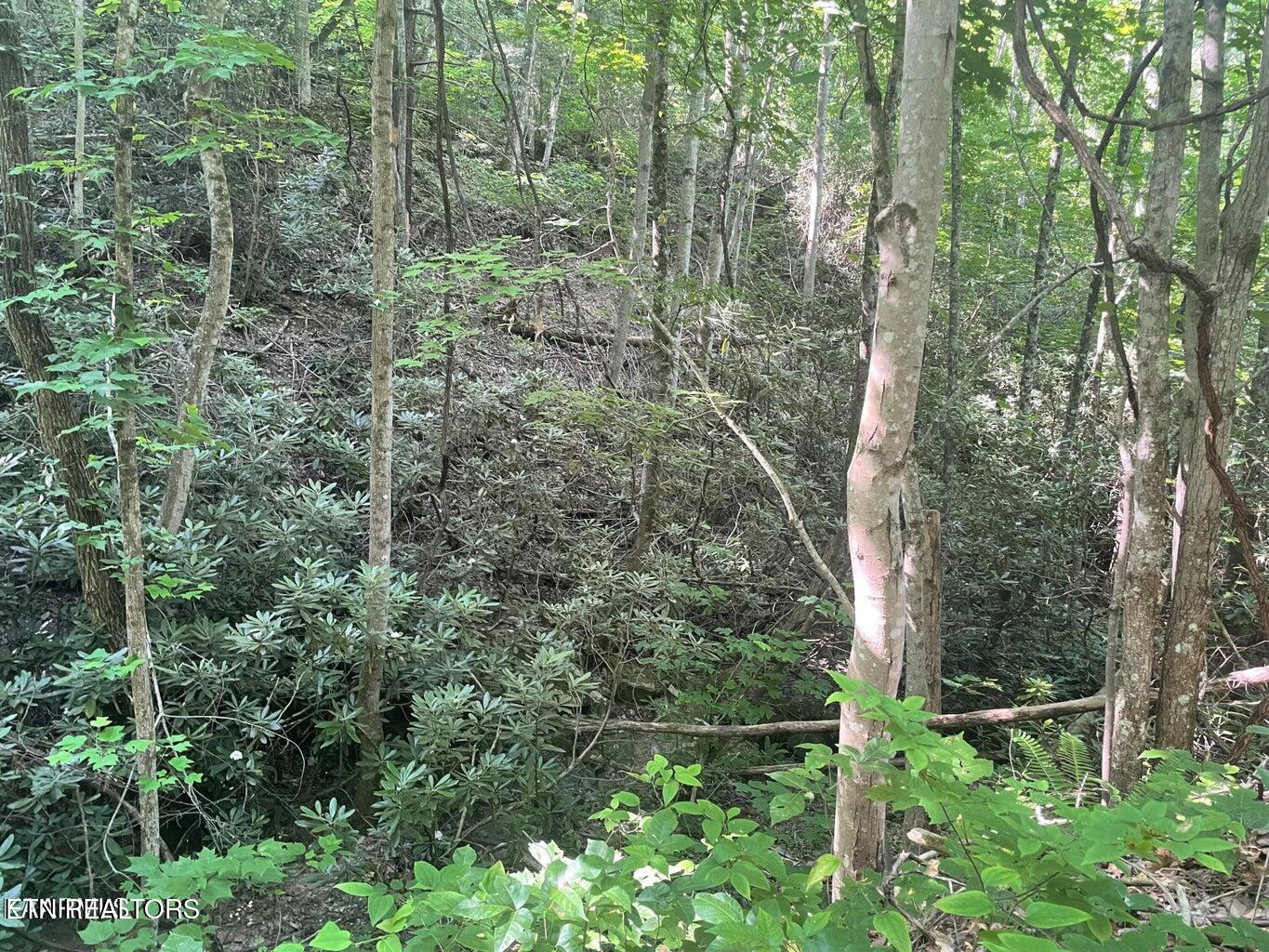 Lot 71 Hazelnut Lane