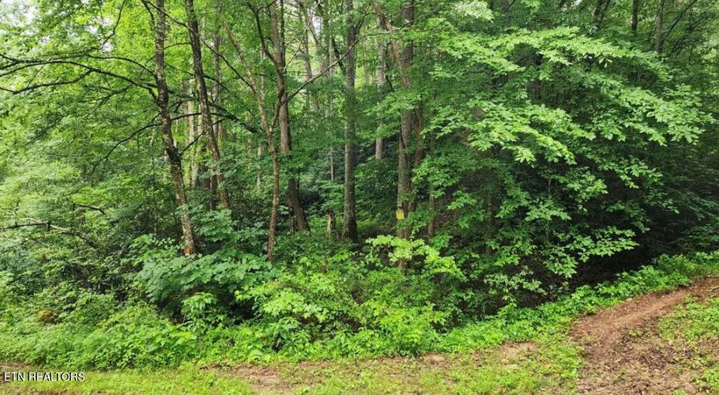 Photo of 4473 Chavis Rd, Cosby, TN 37722 (MLS # 1286961)