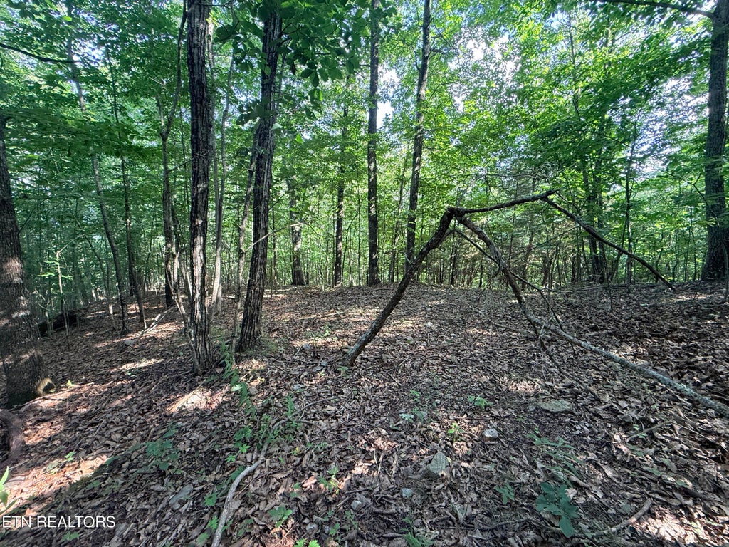 Photo of 188 Chimney Rock Rd, New Tazewell, TN 37825 (MLS # 1344889)