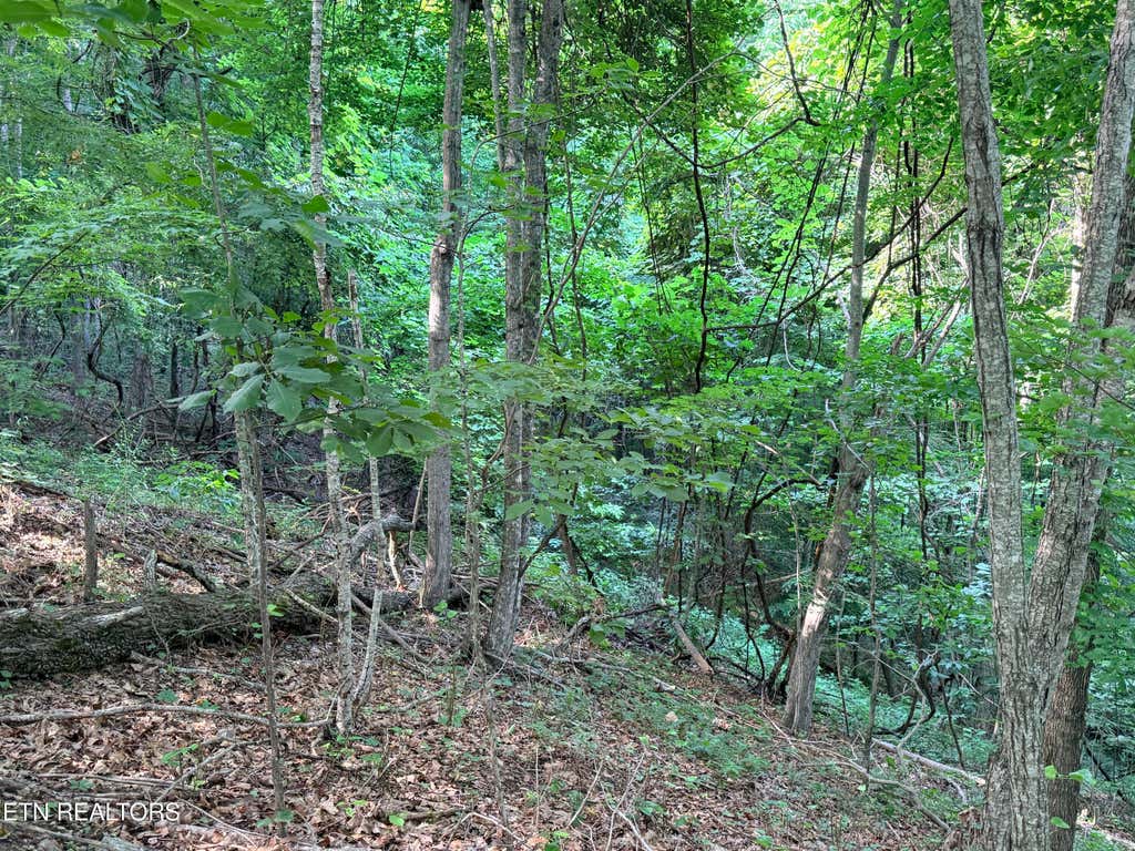 Photo of 188 Chimney Rock Rd, New Tazewell, TN 37825 (MLS # 1344889)