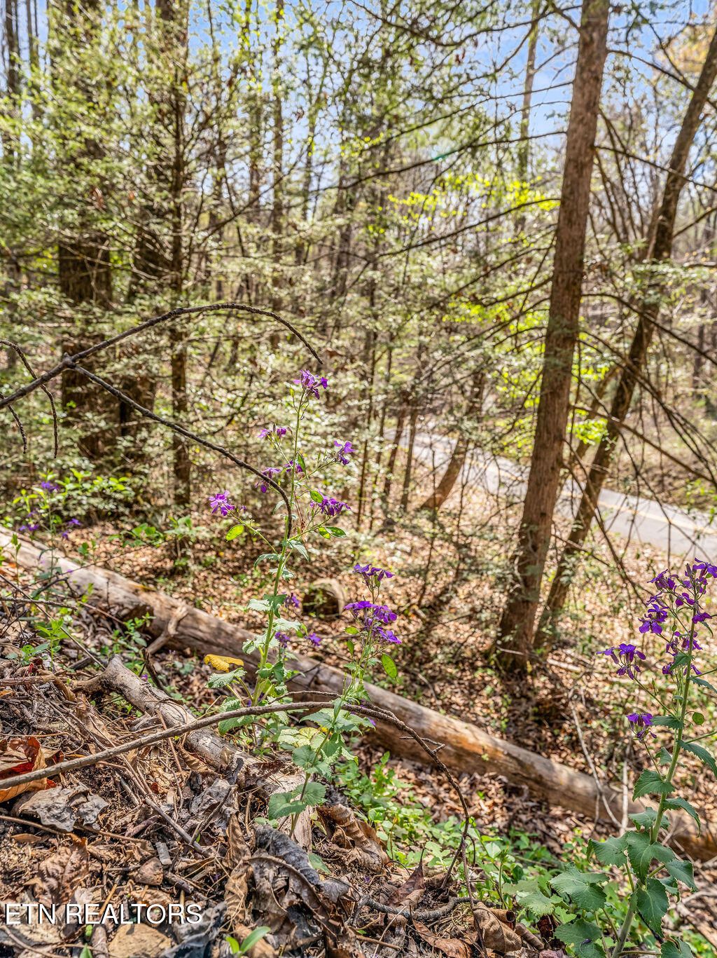 Photo of Bradley Rd, Sevierville, TN 37876 (MLS # 1335575)