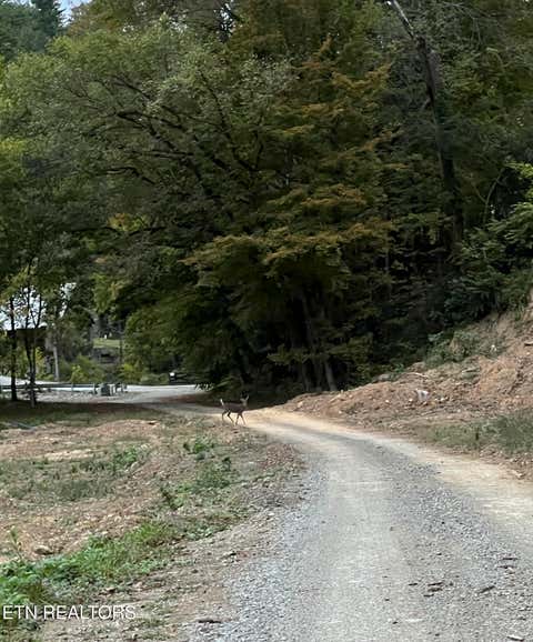Tiny photo for 157 Quarry Creek Rd #1-4, Tellico Plains, TN 37385 (MLS # 1348983)