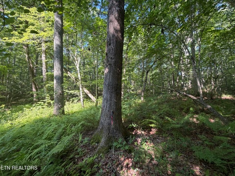 Tiny photo for 0 Muddy Branch Road Rd, Crossville, TN 38571 (MLS # 1355903)