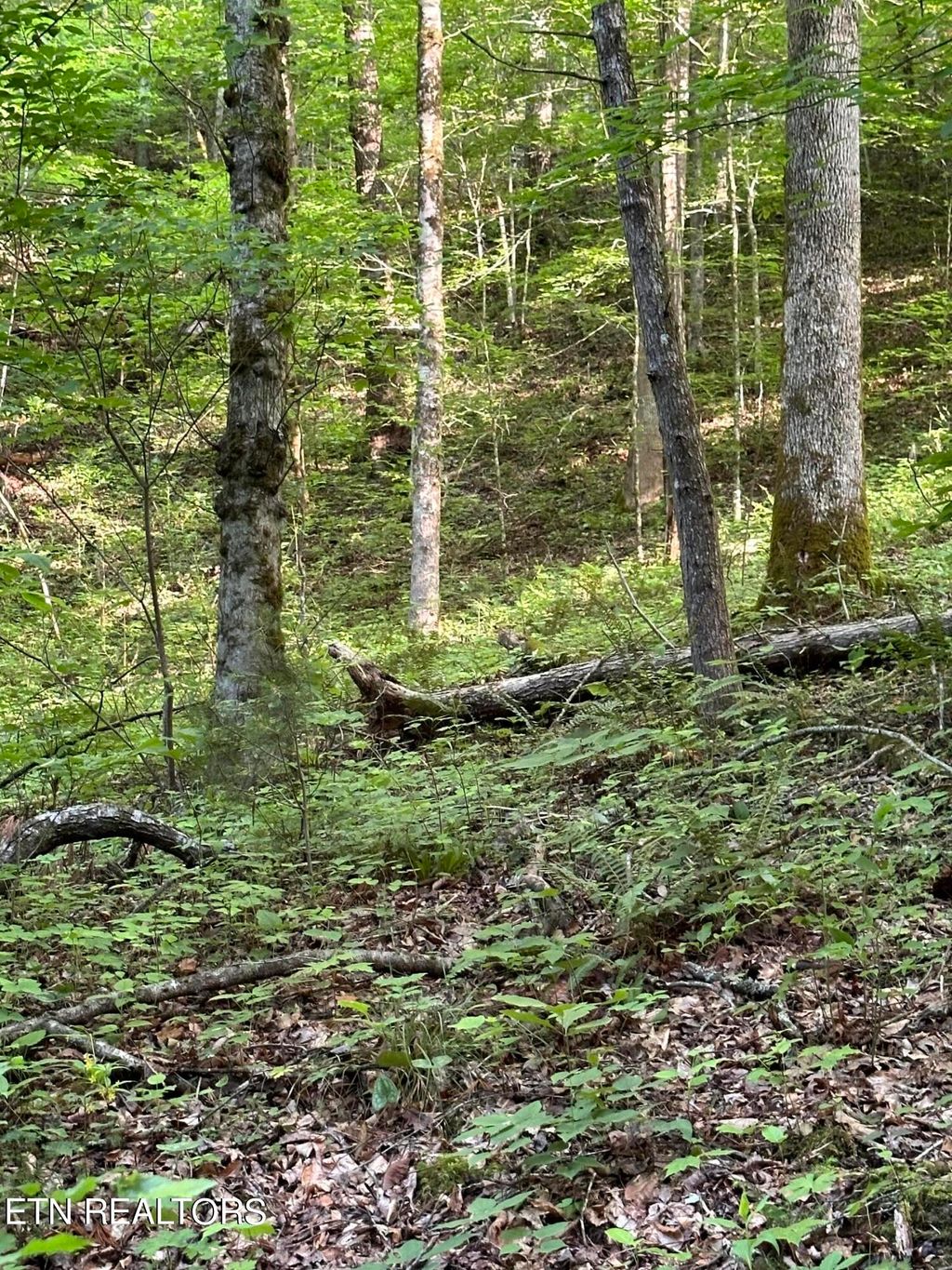 Photo of 618 Tanasi Tr, Townsend, TN 37882 (MLS # 1266515)