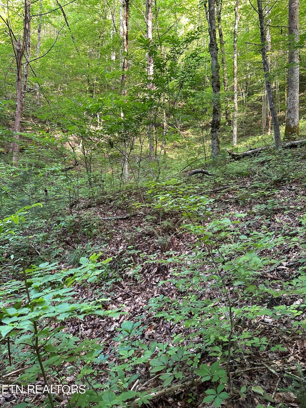 Photo of 618 Tanasi Tr, Townsend, TN 37882 (MLS # 1266515)