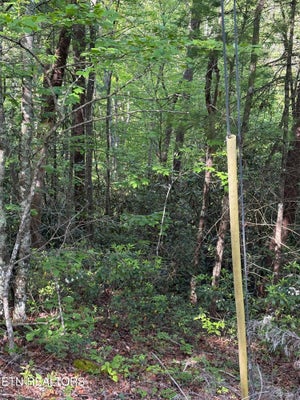 WALNUT FLATS RD, WALLAND, TN 37886 - Image cc4cdaf8559df8e182757a34247feecb/545232714