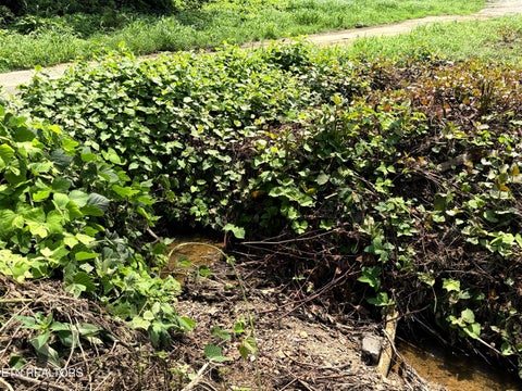 Tiny photo for 253 S Highway 107, Del Rio, TN 37727 (MLS # 1350110)
