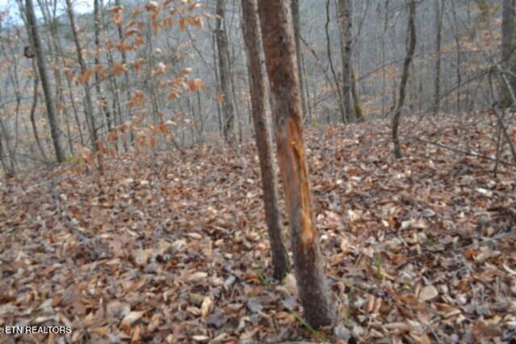 Photo of 649 Garrett Town Lane, Monroe, TN 38573 (MLS # 1326221)