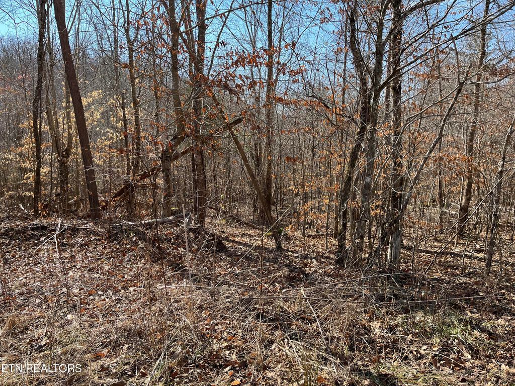 Photo of 12043 E O Mill Creek Rd, Sunbright, TN 37872 (MLS # 1332205)