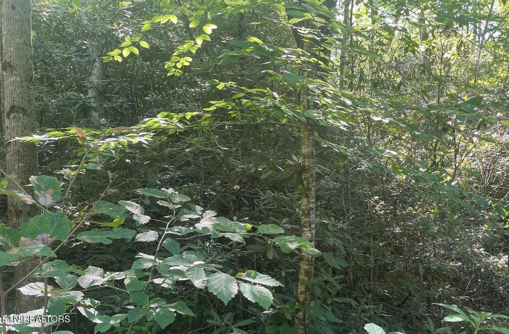 Photo of 70 Hazelnut Lane, Sevierville, TN 37876 (MLS # 1285905)