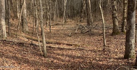 Tiny photo for 154 Coon Creek Rd, Sunbright, TN 37872 (MLS # 1333183)