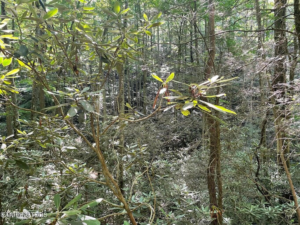 Photo of 76 Sycamore St, Sevierville, TN 37876 (MLS # 1285906)