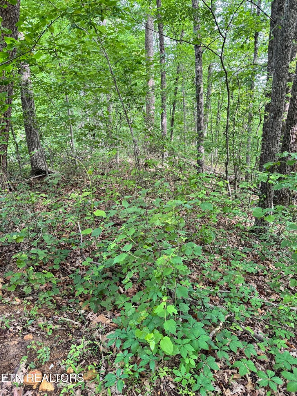 Photo of Prettiest Sunset Lot #5 Way, Seymour, TN 37865 (MLS # 1300905)