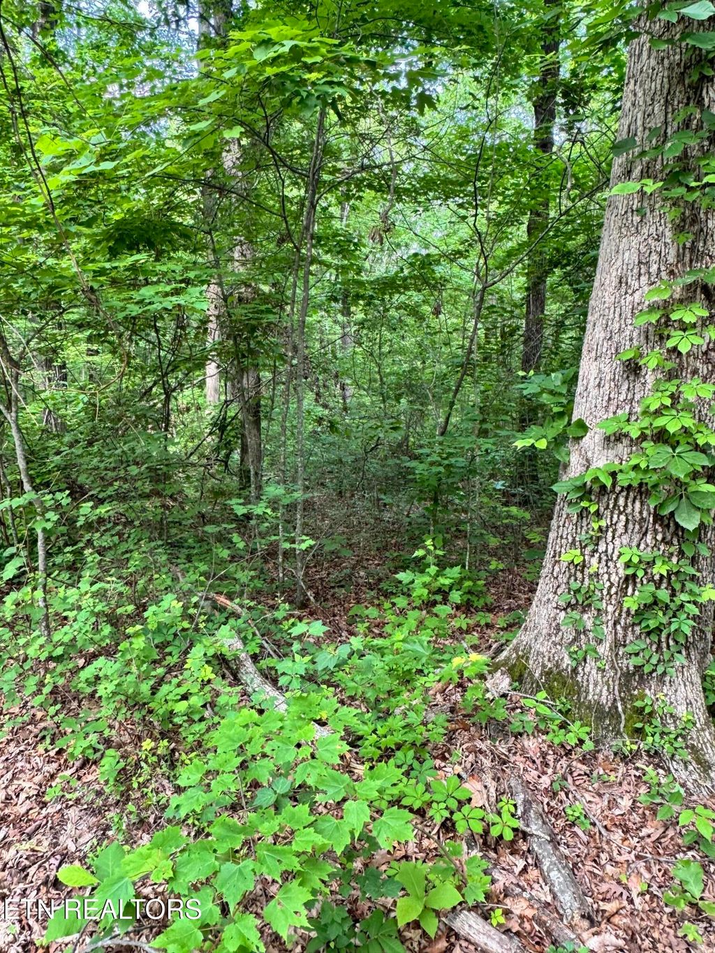 Photo of Prettiest Sunset Lot #5 Way, Seymour, TN 37865 (MLS # 1300905)