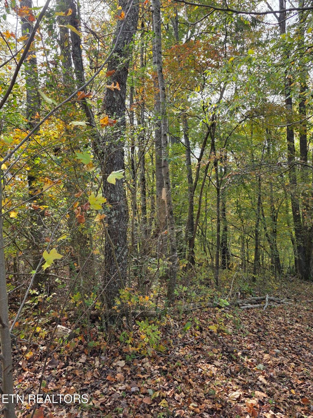 Photo of 2310 Roseberry Rd, Mascot, TN 37806 (MLS # 1319896)