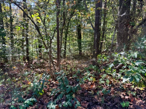 Tiny photo for Indian Creek Rd, Jacksboro, TN 37757 (MLS # 1359565)