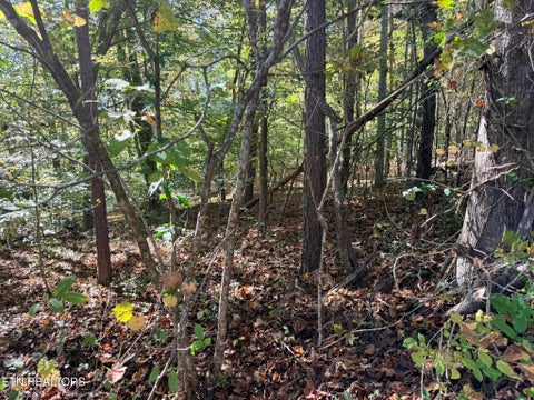 Tiny photo for Indian Creek Rd, Jacksboro, TN 37757 (MLS # 1359565)