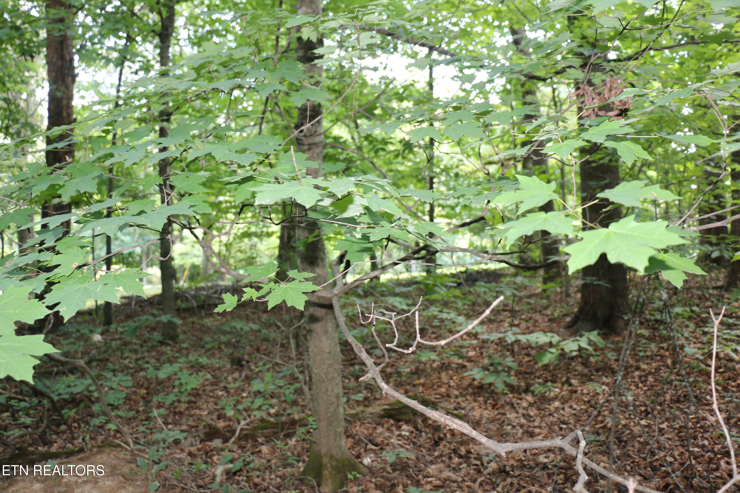 Lot 1 County Road 892