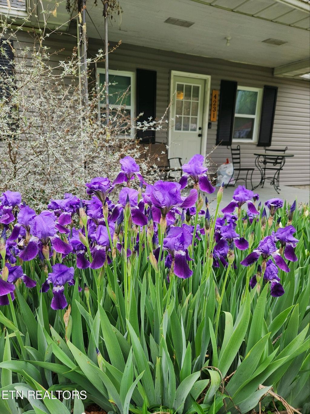 Photo of 4231 Rocky Branch Rd, Walland, TN 37886 (MLS # 1258924)