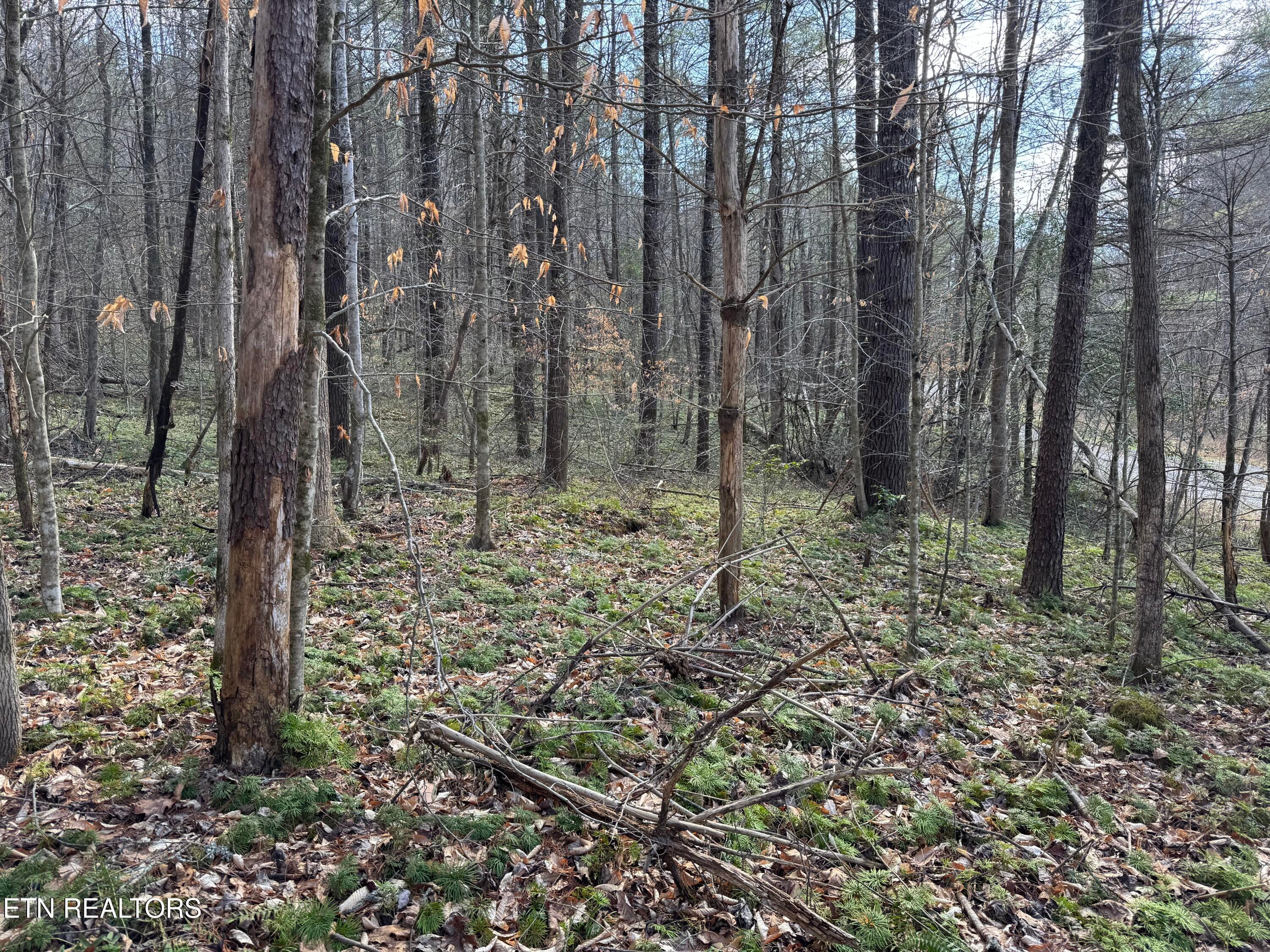 Cougar Trail 4.54ac lot 15