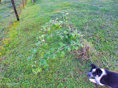 Tiny photo for 1139 Deer Lodge Hwy Hwy, Sunbright, TN 37872 (MLS # 1316630)