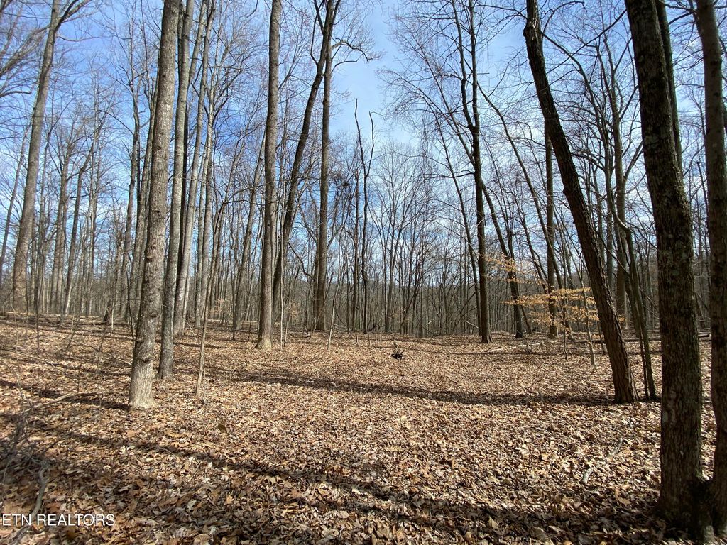 Photo of 2297 Shady Cove Rd, Caryville, TN 37714 (MLS # 1293641)
