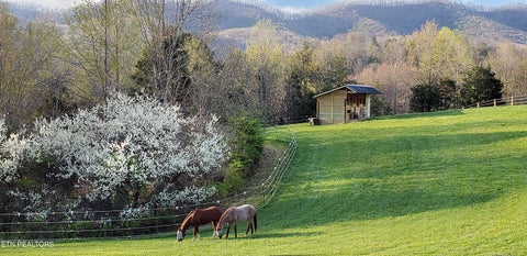 Tiny photo for 170 Price Rd, Rogersville, TN 37857 (MLS # 1357406)
