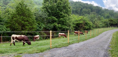 Tiny photo for 170 Price Rd, Rogersville, TN 37857 (MLS # 1357406)