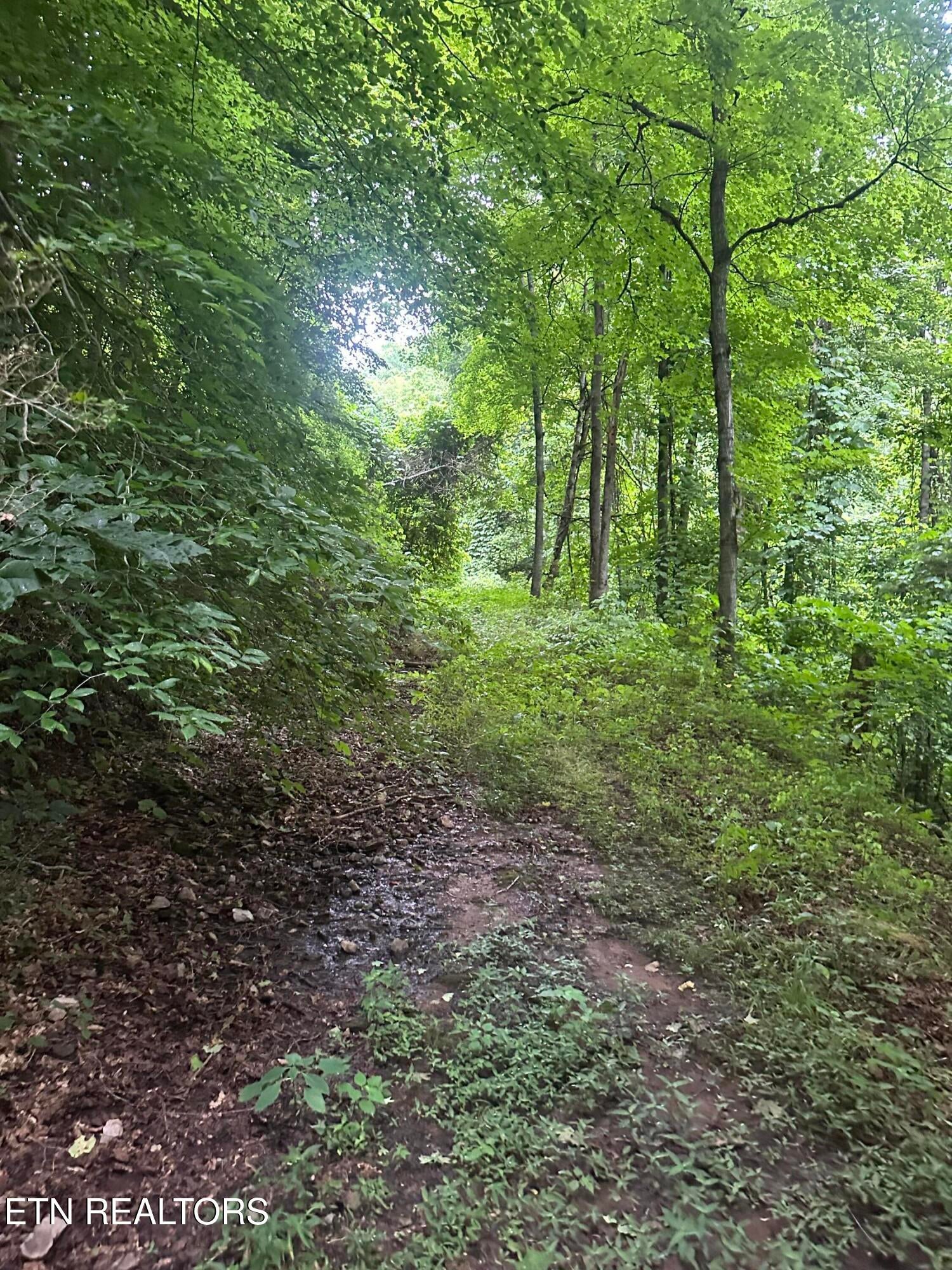 County Road 484