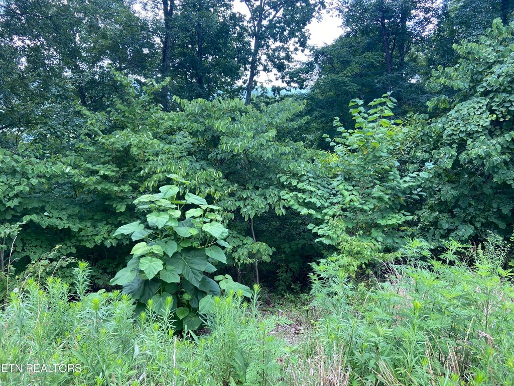Photo of Whistle Valley Rd, New Tazewell, TN 37825 (MLS # 1342864)