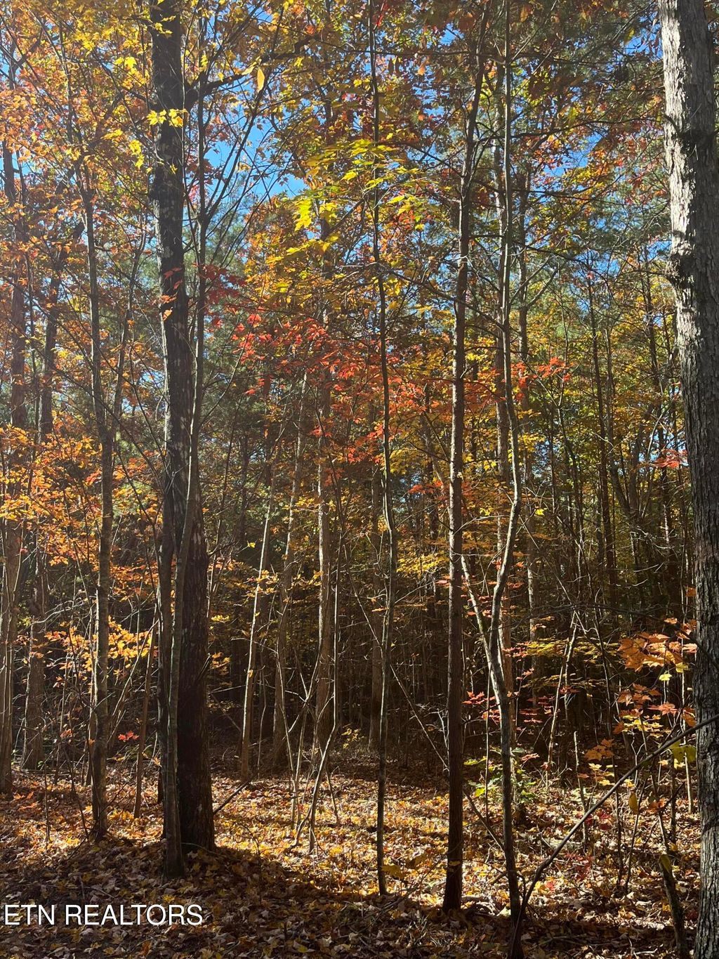 Photo of 109 Cherokee Path, Tellico Plains, TN 37385 (MLS # 1281085)