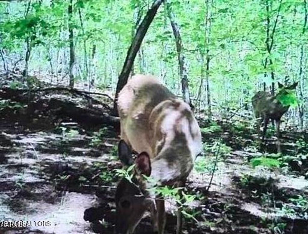 Photo of Hugh Jones Rd, Sunbright, TN 37872 (MLS # 1271956)