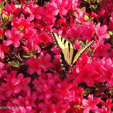 Tiny photo for 114 County Road 575, Englewood, TN 37329 (MLS # 1338162)