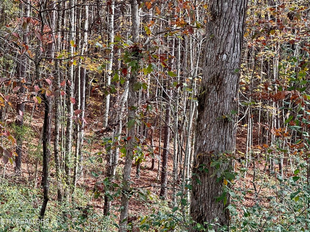 Photo of Lower Rockwood Rd Lot 23, Rockwood, TN 37854 (MLS # 1281359)