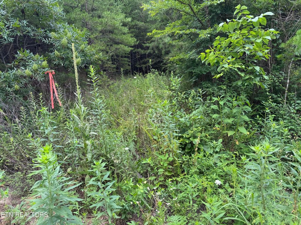 Photo of 49 Bayside Blvd, Bean Station, TN 37708 (MLS # 1348164)