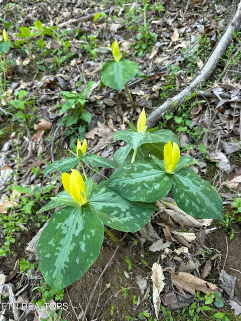 Tiny photo for 804 S Shiloh Rd, Seymour, TN 37865 (MLS # 1330336)